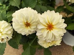 -中国天府农业博览园