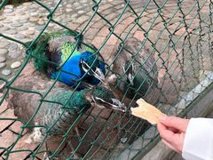 -西双版纳傣族园