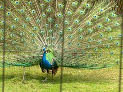 -深圳野生动物园
