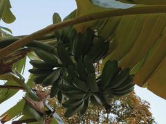 -云溪植物园