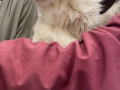 -瑞派康怡24h宠物医院·犬猫医疗中心·微创绝育(瑞景分院)