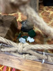 -卡通尼·Safari非洲探索乐园·生日会(金桥国际商业广场店)