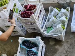 -马陆小张葡萄园农家乐