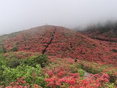 -大围山国家森林公园