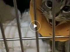 -伟伟宠物医院·瑞派猫友好医院·猫科(光谷店)