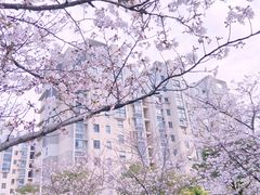 -高东镇樱花园