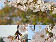 -高东镇樱花园