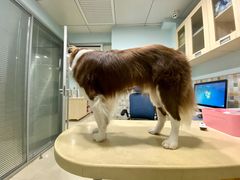 -骐奇宠物诊疗中心(南亭公路店)