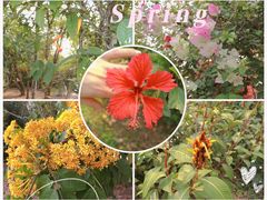 -中国科学院西双版纳热带植物园