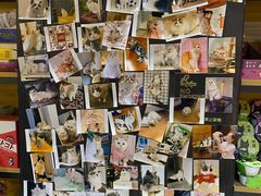 -欣宠猫屋·矮脚拿破仑·蓝金金渐层