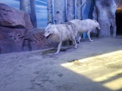 -芜湖新华联大白鲸海洋公园