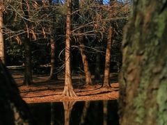 -上海共青森林公园