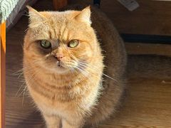 -仁普宠物诊所·中兽医·夜诊·狂犬免疫点(住友昌盛新苑店)