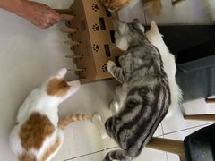 -平行世界·猫咖(首经贸店)