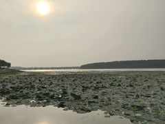 -丁香湖公园