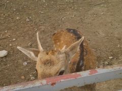 android_upload_pic-西安秦岭野生动物园