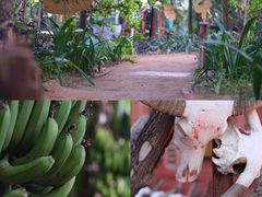 -呀路古热带植物园