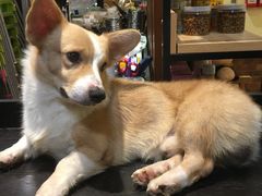 -more than meow吴止猫主题餐厅(承德 中船汇店)