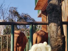 -昆明动物园