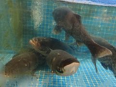 -姜君·千岛湖鱼头馆(浦东大道店)