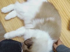 -李小姐の猫咖啡馆(五角场店)