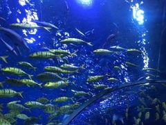 -芜湖新华联大白鲸海洋公园