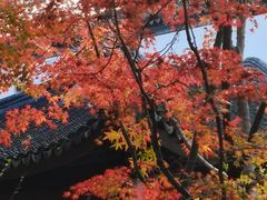 -秋霞圃