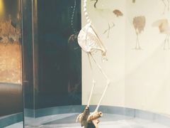 -盐城丹顶鹤湿地生态旅游区