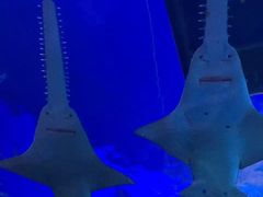 -悉尼海洋生物水族馆