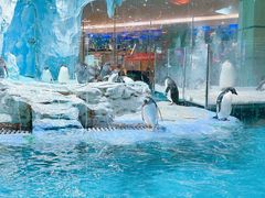 -帝企鹅自助餐厅•儿童岛•真企鹅(长隆企鹅酒店)