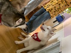 -Husky Go! 哈士奇体验馆·宠物咖啡厅狗咖