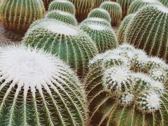-南山植物园