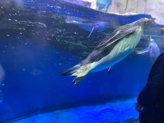 -华夏文旅西安度假区