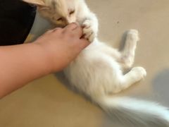 -平行世界·猫咖(首经贸店)