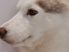 -Husky Go! 哈士奇体验馆·宠物咖啡厅狗咖
