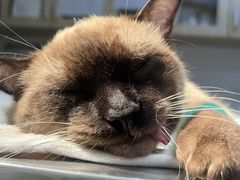 -乐派堂宠物医院·猫友好· 心脏科(东街店)