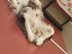 -和它·交个朋友·狗咖猫咖(爱琴海店)