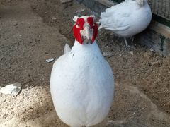 -青岛森林野生动物世界