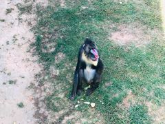 -西霞口神雕山野生动物世界