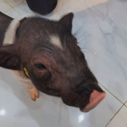 -Moni星球萌宠·小马宝莉·灵蛇·高端高阶全萌宠互动体验俱乐部(红豆国际广场店)