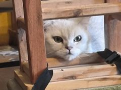 -猫猫幼稚园·撸猫·桌游·电玩