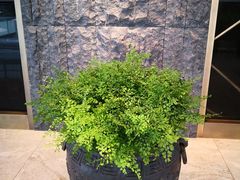 -荣轩(新荣记环球金融中心店)