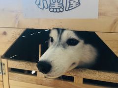 -Husky Go! 哈士奇体验馆·宠物咖啡厅狗咖