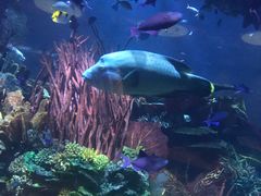 -迪拜帆船酒店海底餐厅