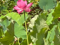 -花溪公园