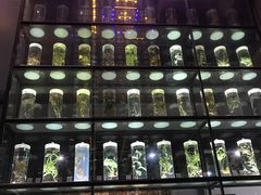 -广东中医药博物馆