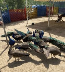 -萌宠亲子动物乐园(槐房万达店)