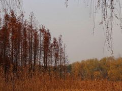 -昆山城市生态森林公园