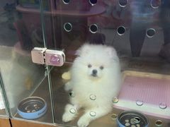 -FAELING PETS美天灵宠物(富力广场店)