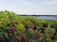 -丁香湖公园